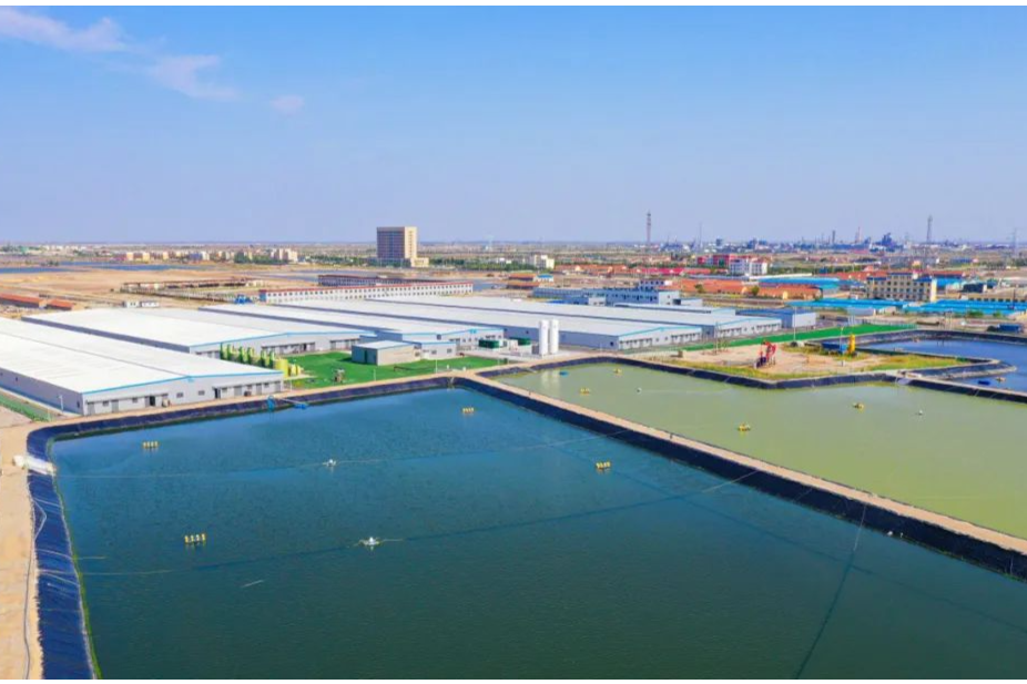 東營利津：深耕“藍(lán)色良田” 打造“藍(lán)色糧倉”